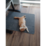 My Cat Joiners/Friends/& brother.