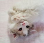 cupids gameshow