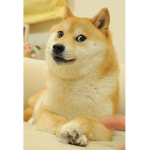 #Team Doge Forever