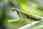 praying manters eat beetles