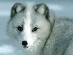 Wolf crusher’s pack