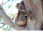 The Koala Nation Squad