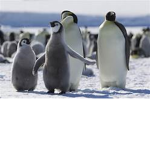 Penguin's Emperor
