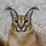 Floppa Big Cat
