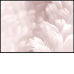 FluffTeamOfficialGroup