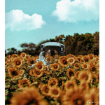 sunflowerfields' library
