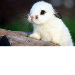 I luv bunny’s boi