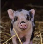 Pig for Life piggy