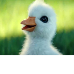 Ördeklerin Grubusu