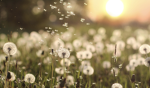 Daija’s Dandelions