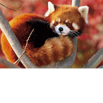 Red Panda Squads
