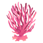 The Coral Corporation