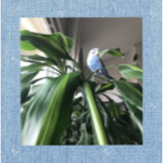 the bird group :>