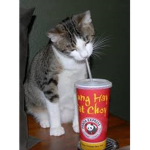CAT DRINKING POP