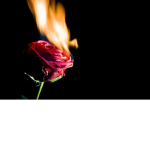 Passione Bruciante