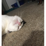 Dreamingofadoptme!