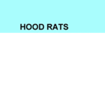 THE HOOD RATS JALLKKONE EDITION