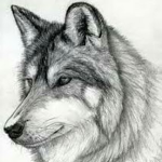 {TWK} The Wolf Kingdom