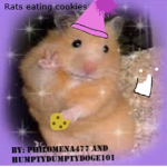 Rats eating cookies