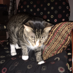 cat please join (: