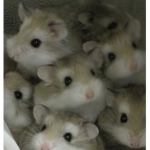 Zombie Kittenz