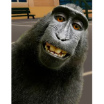 I see cool monkey