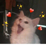Miau!