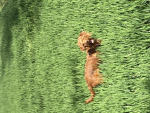 Pet fans group only