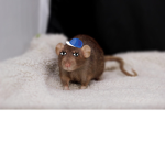 we are rats forever