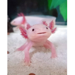 axolotl island