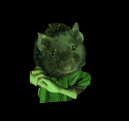 4NG3L R4T