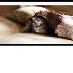 Da Cats!
