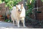 the fluff dogs