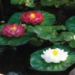 • Little Lily-Pads •