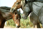 •.ANIMALS.•