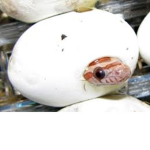 Little Baby Snakes