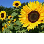 Ilovesunflower