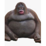 Chunkyy monkeys
