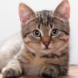 New Cat obby!!
