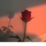 AMya's Rose's!