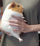 Shalnark