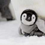PENGUIN GROUP ARMY