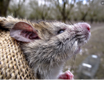 Rat trollers