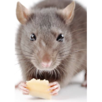 Rats for ever33