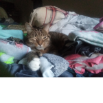 Cats r goddess