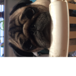 The epic tomboy pug squad