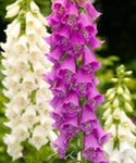 Foxglove Clan