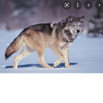 Wolfs heheheheh hiiiiii