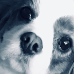 Puppy Play Evan fan group