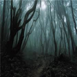 The Forest
